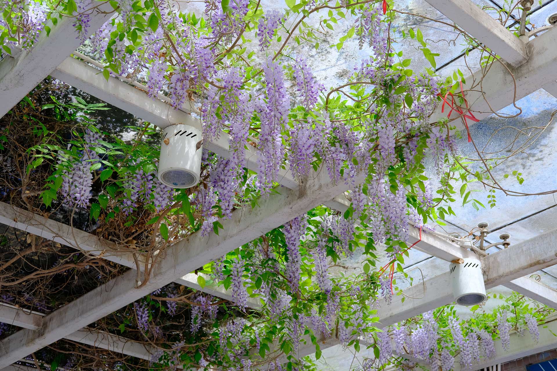 Pergola med blåregn